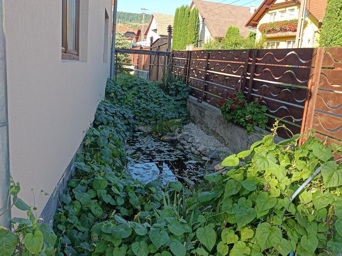 Nárcisz B&B Corund  Esterno foto
